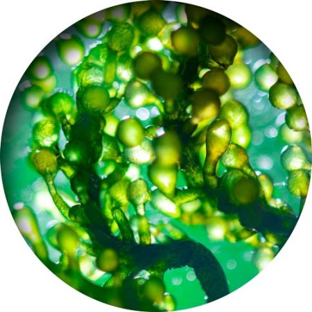 spirulina-alge_mikroskop_01_500px